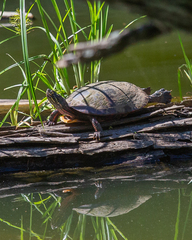 Chrysemys picta picta