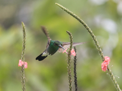 Chalybura buffonii