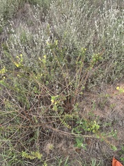Oenothera rhombipetala