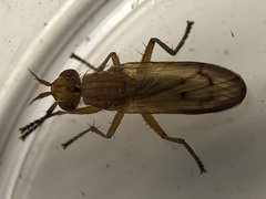 Tetanocera plebeja