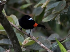 Ramphocelus flammigerus flammigerus