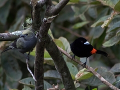 Ramphocelus flammigerus flammigerus