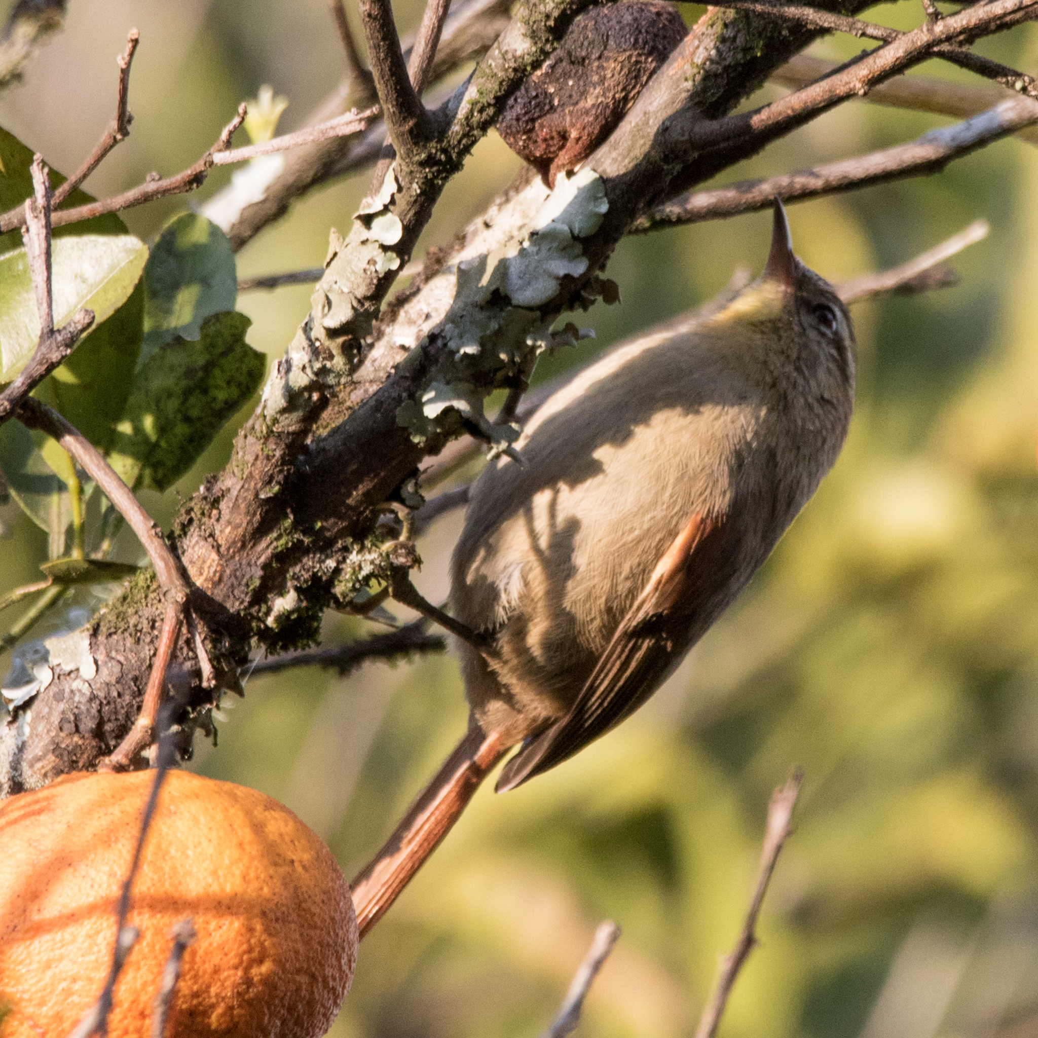 Olive Spinetail (Cranioleuca obsoleta), photo 10