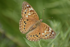 Asterocampa celtis antonia
