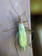 Oecanthus pini