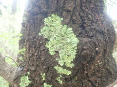 Parmelioideae