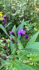 Vernonia noveboracensis