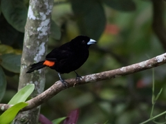 Ramphocelus flammigerus flammigerus