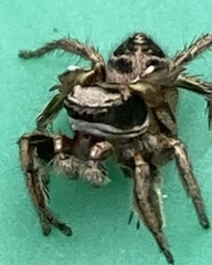Habronattus cuspidatus