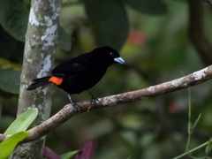 Ramphocelus flammigerus flammigerus