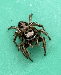 Habronattus cuspidatus