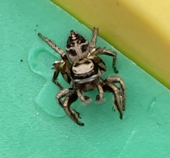 Habronattus cuspidatus