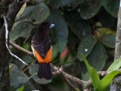 Ramphocelus flammigerus flammigerus