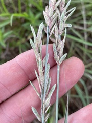 Eragrostis secundiflora