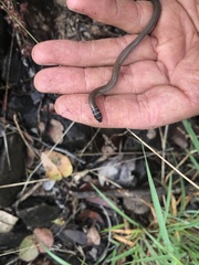 Delma torquata