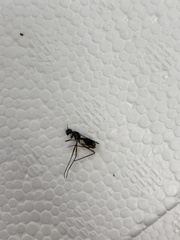 Taeniaptera trivittata