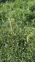 Setaria faberi