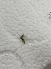 Taylorilygus apicalis