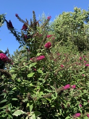 Buddleja