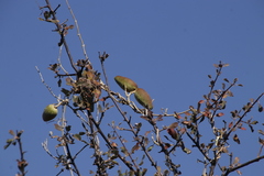 Asclepiadoideae