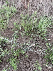 Eragrostis secundiflora