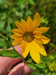 Helianthus grosseserratus