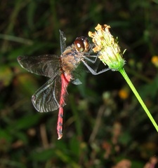 Sympetrum