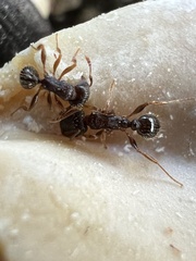 Tetramorium immigrans