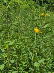 Helianthus grosseserratus