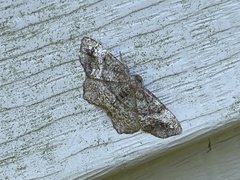 Hypagyrtis
