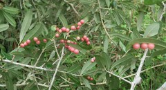 Belonocnema treatae