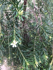 Ricinocarpos pinifolius