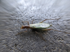 Oecanthus pini