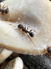 Tetramorium immigrans