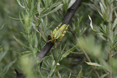 Campylacantha olivacea