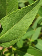 Helianthus grosseserratus