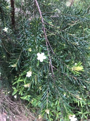 Ricinocarpos pinifolius