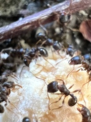 Tetramorium immigrans