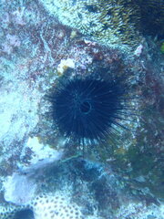 Echinoidea