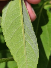 Helianthus grosseserratus