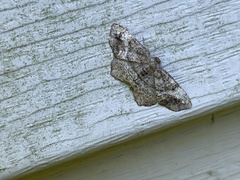 Hypagyrtis
