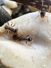 Tetramorium immigrans