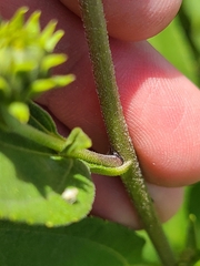 Helianthus grosseserratus