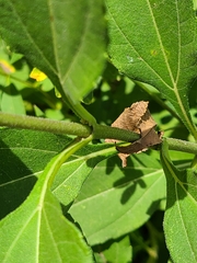 Helianthus grosseserratus