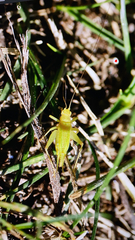 Cyrtoxipha columbiana