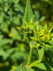 Helianthus grosseserratus