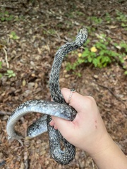 Coluber constrictor anthicus
