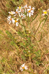 Tripolium pannonicum