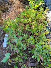 Vaccinium myrtilloides