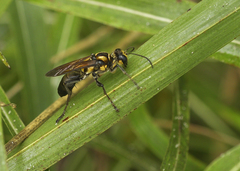 Sphex habenus